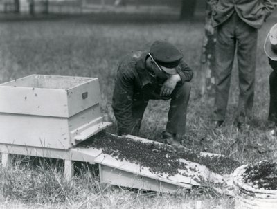 Ryhmä eläintenhoitajia, Brown mukaan lukien, siirtämässä mehiläisparvea, Lontoon eläintarha, heinäkuu 1926. tekijältä Frederick William Bond