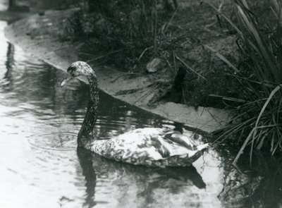 Hybridi joutsen, Mute x Black, ui lammessa Lontoon eläintarhassa vuonna 1927. tekijältä Frederick William Bond