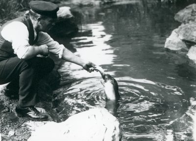 Vartija, joka ruokkii kalaa nuorelle hylkeelle Lontoon eläintarhassa kesäkuussa 1914 tekijältä Frederick William Bond