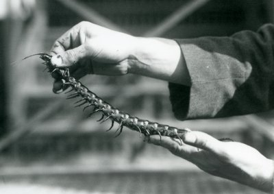 Eläintenhoitaja pitää käsissään jättiläissatajalasta, Lontoon eläintarha, 1927. tekijältä Frederick William Bond
