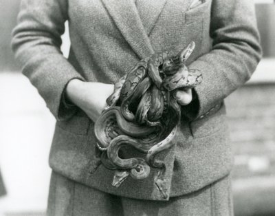Vartija pitelee nuorta Royalia tai Ball Pythonia Lontoon eläintarhassa vuonna 1931 (b/w kuva) tekijältä Frederick William Bond