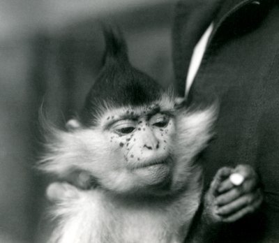 Vartija pitelee pisamia, mustaharjakoira tai Kongon mangabey, Lontoon eläintarha, 1924 tekijältä Frederick William Bond