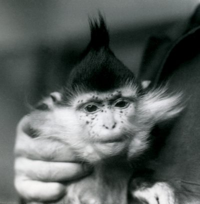 Vartija pitelee pisamia, mustaharjakoira tai Kongon mangabey, Lontoon eläintarha, 1924 tekijältä Frederick William Bond