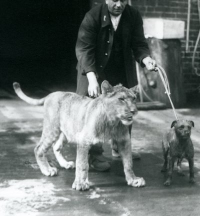 Vartija, joka vie koiran ja nuoren leijonan kävelylle, Lontoon eläintarha, elokuu 1925 (b/w kuva) tekijältä Frederick William Bond
