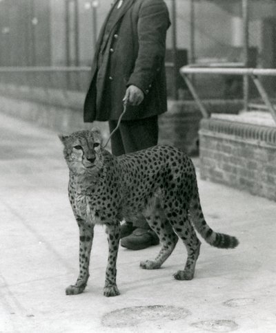 Vartija Cheetah johdolla, Lontoon eläintarha tekijältä Frederick William Bond