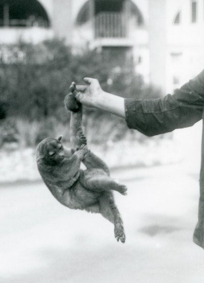 Kinkajou roikkuu eläintenhoitajan sormessa kireällä hännällään, Lontoon eläintarha, syyskuu 1925. tekijältä Frederick William Bond