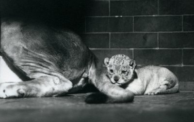 Leijonanpentu makaa äitinsä hännän takana, Lontoon eläintarha, lokakuu 1925. tekijältä Frederick William Bond