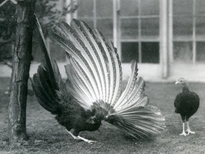 Uros Argus-fasaani eli Great Argus, joka esittelee siipi- ja häntähöyhenään, kun naaras seisoo hänen edessään, Lontoon eläintarha, tammikuu 1926 tekijältä Frederick William Bond