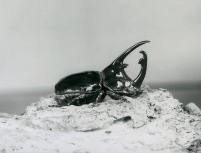 Uros Atlas Beetle lepää kuorella Lontoon eläintarhassa tekijältä Frederick William Bond