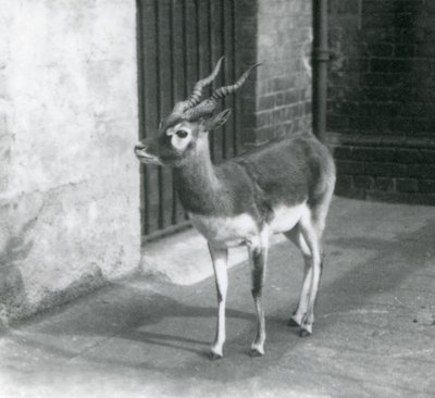 Urospuolinen Blackbuck seisoi aitauksessaan Lontoon eläintarhassa kesäkuussa 1925 tekijältä Frederick William Bond
