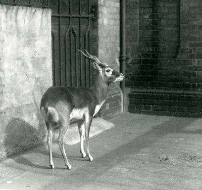 Urospuolinen Blackbuck seisoi aitauksessaan Lontoon eläintarhassa kesäkuussa 1925 tekijältä Frederick William Bond