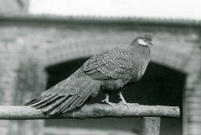 Un faisà paó gris mascle dempeus a la seva perxa al zoo de Londres el 1931 (foto b/n) finlandès tekijältä Frederick William Bond