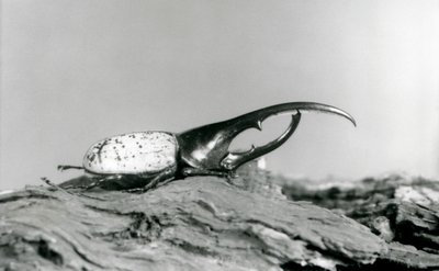 Uros Hercules-kuoriainen lepää kuorella Lontoon eläintarhassa. tekijältä Frederick William Bond