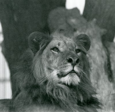 Urosleijona Lontoon eläintarhassa vuonna 1929 (s/w-kuva) tekijältä Frederick William Bond