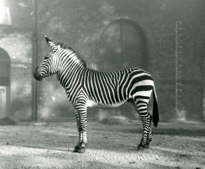 Urospuolinen vuoriseepra x Hartmanns Mountain Zebra seisoo karsinassaan Lontoon eläintarhassa syyskuussa 1927. tekijältä Frederick William Bond