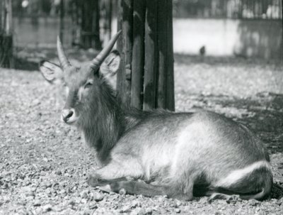 Uros Waterbuck, Kobus ellipsiprymnus, istuu aitauksessaan Lontoon eläintarhassa, 1920 tekijältä Frederick William Bond