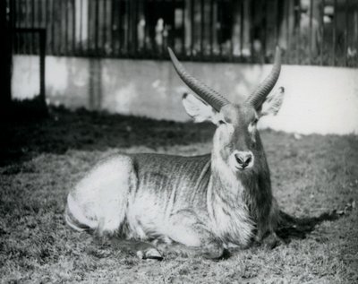 Urospuolinen Waterbuck makaa nurmikolla aitauksessaan Lontoon eläintarhassa vuonna 1928 (b/w kuva) tekijältä Frederick William Bond