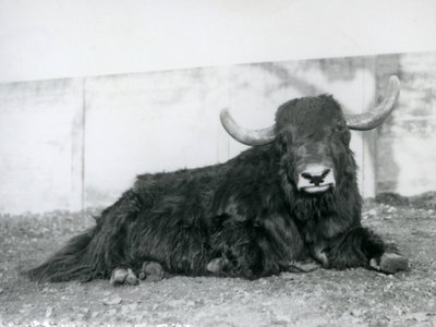 Jakkiuros makaa aitauksessaan Lontoon eläintarhassa vuonna 1928 (m/v kuva) tekijältä Frederick William Bond