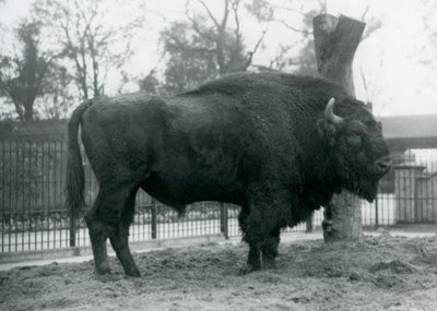 Malebull European Bison seisoo ruohikolla tarhassaan. Lontoon eläintarha, lokakuu 1927. Haavoittuva eurooppalainen biisoni tunnetaan myös nimellä Wisent tai Euroopan metsäbiisoni. tekijältä Frederick William Bond