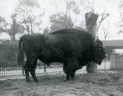 Malebull European Bison seisoo ruohikolla tarhassaan. Lontoon eläintarha, lokakuu 1927. Haavoittuva eurooppalainen biisoni tunnetaan myös nimellä Wisent tai Euroopan metsäbiisoni. tekijältä Frederick William Bond