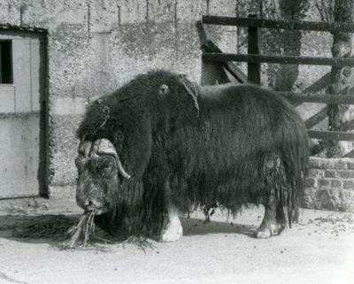 Kypsä härkä Muskox, myös kirjoitettu myskihärkä ja myskihärkä seisomassa, syö aitauksessaan Lontoon eläintarhassa vuonna 1931 (b/w kuva) tekijältä Frederick William Bond