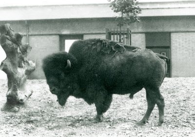 Lähes uhattu amerikkalainen Bison Buffalo -härkä seisoo aitauksessaan Lontoon eläintarhassa, 1927 tekijältä Frederick William Bond