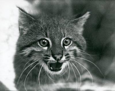 Lähes uhattu Pampas Cat/Pantanal Cat/Colocolo Lontoon eläintarhassa vuonna 1929 (m/w kuva) tekijältä Frederick William Bond