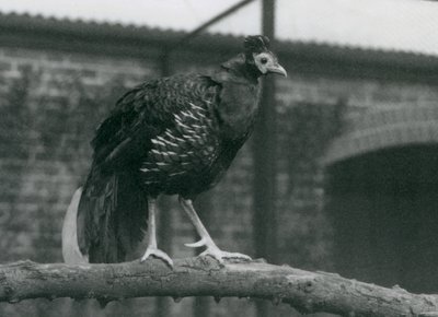 Lähes uhanalainen Viellots fireback, tai Crested fireback, seisoo oksalla, Lontoon eläintarha, 1927. tekijältä Frederick William Bond