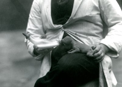 Vastasyntynyt leijonanpentu, jota sen pitäjä, Lontoon eläintarha, ruokkii pullosta, 1923 tekijältä Frederick William Bond