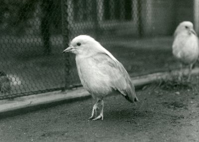 Kagus- tai Cagous-pari seisoo aitansa lattialla Lontoon eläintarhassa, 1927 tekijältä Frederick William Bond