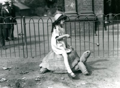 Pieni tyttö, Betty, ojentaa kepin, jonka päässä on omena, johtaakseen jättikilpikonnaa, jolla hän ratsastaa, Lontoon eläintarha, 1924 tekijältä Frederick William Bond