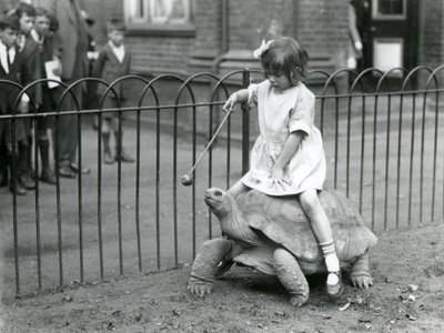 Pieni tyttö, Betty, ojentaa kepin, jonka päässä on omena, johtaakseen jättikilpikonnaa, jolla hän ratsastaa, Lontoon eläintarha, 1924 tekijältä Frederick William Bond