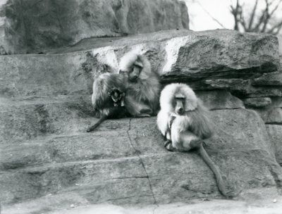 Pieni ryhmä kolmesta aikuisesta ja yhdestä vauvasta pyhiä paviaaaneja Monkey Hillin kallioiden keskellä Lontoon eläintarhassa tekijältä Frederick William Bond