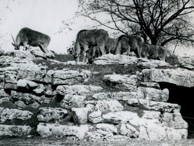 Pieni Eland-lauma laiduntamassa kivien keskellä Lontoon eläintarhan ElandAntelope Paddockissa kesäkuussa 1925. tekijältä Frederick William Bond
