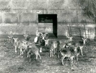 Pieni muflonilauma Lontoon eläintarhassa marraskuussa 1926. tekijältä Frederick William Bond