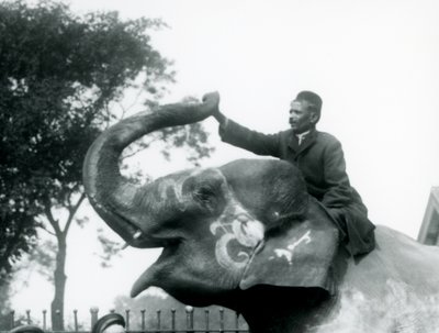 Kouluttaja istuu koristellun intialaisen norsun kaulassa ja kurottaa eteenpäin pitääkseen sen ylösalaisin olevan vartalon päästä, Lontoon eläintarha, 1927 tekijältä Frederick William Bond