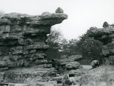 Pyhien paviaanien joukko Lontoon eläintarhan Monkey Hillin kallioiden keskellä. tekijältä Frederick William Bond