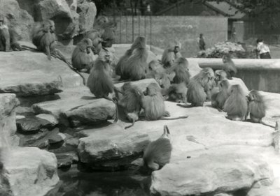Joukko pyhiä paviaaneja, joista yksi juo uima-altaalta, Lontoon eläintarhan Monkey Hillin kivien joukossa tekijältä Frederick William Bond