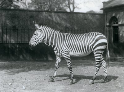 Haavoittuva Hartmanin seepra seisoo aitauksessaan Lontoon eläintarhassa tekijältä Frederick William Bond