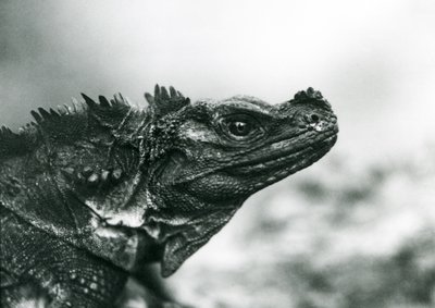 Haavoittuva Sailfin Lizard Lontoon eläintarhassa vuonna 1928 (m/v kuva) tekijältä Frederick William Bond