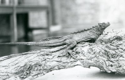 Haavoittuva Sailfin Lizard lepää puun päällä Lontoon eläintarhassa vuonna 1928 (m/v kuva) tekijältä Frederick William Bond