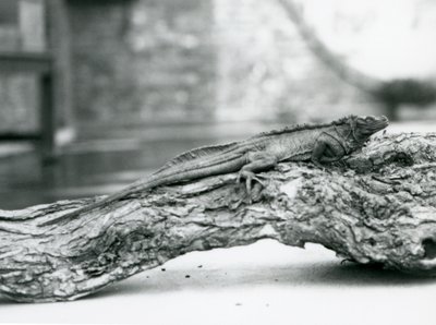 Haavoittuva Sailfin Lizard lepää puun päällä Lontoon eläintarhassa vuonna 1928 (m/v kuva) tekijältä Frederick William Bond