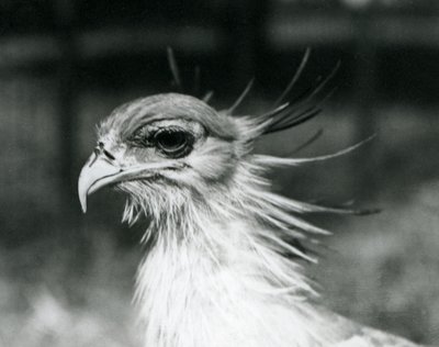 Haavoittuva Secretary Bird tai Secretarybird Lontoon eläintarhassa vuonna 1928 (m/v kuva) tekijältä Frederick William Bond