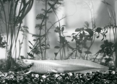 Valkoinen aksolotl / meksikolainen salamanteri lepää soralla tankin lattialla Lontoon eläintarhassa vuonna 1928 (b/w kuva) tekijältä Frederick William Bond