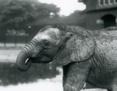 Nuori afrikanelefantti, jonka suussa on rungon pää, Lontoon eläintarha, elokuu 1925. tekijältä Frederick William Bond