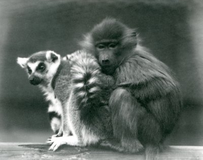 Nuori paviaani halailee rengashäntälemurin luo palkin päällä, Lontoon eläintarha, 1925 tekijältä Frederick William Bond