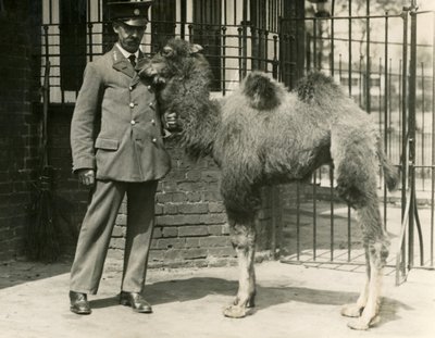 Nuori Bactrian Camel, joka syntyi eläintarhassa, pitäjänsä Lontoon eläintarhassa tekijältä Frederick William Bond