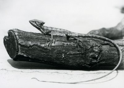 Nuori basiliskilisko lepää puun päällä Lontoon eläintarhassa elokuussa 1928 (b/w kuva) tekijältä Frederick William Bond