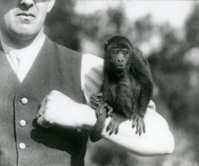 Nuori Black Howler Monkey istuu miehen käsivarrella tarrautuva häntä kiedottuna ranteen ympärille, Lontoon eläintarha, 1923 (bw kuva) tekijältä Frederick William Bond