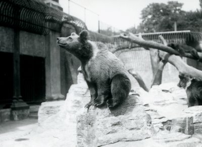 Nuori ruskeakarhu istuu kalliolla etualalla, toinen kävelee takana ja kolmas nukkuu oksalla, Lontoon eläintarha, elokuu 1913. tekijältä Frederick William Bond